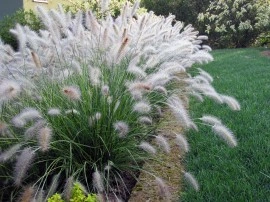 Iarba decorativa-Pennisetum alopecuroides hameln - Img 6