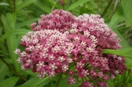 Iarba fluturilor-Asclepias incarnata - Img 7