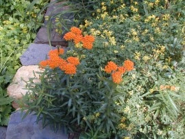Iarba fluturilor-Asclepias tuberosa - Img 2
