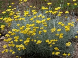 Imortela-Helichrysum italicum - Img 3