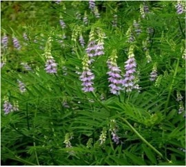 Lemn Dulce-Glycyrrhiza Glabra - Img 6