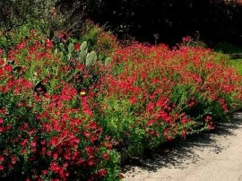 Linum Scarlet Flax-In decorativ rosu - Img 2