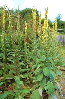 Lumanarica-Verbascum thapsus - Img 4
