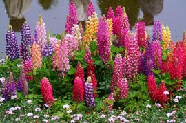 Lupin peren-Lupinus polyphyllus mix