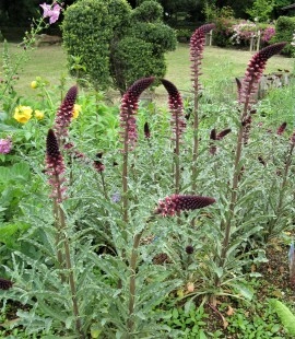 Lysimachia Atropurpurea Beaujolais - Img 3