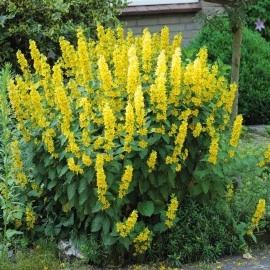 Lysimachia punctata - Img 4