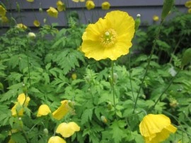 Mac Meconopsis Cambrica Yellow - Img 2