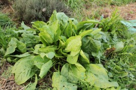 Macris-Rumex acetosa