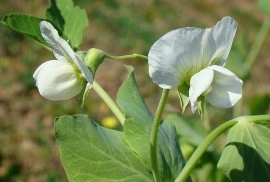 Mazare dulce-Pisum sativum - Img 2