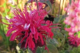 Monarda didyma 'Panorama mix' - Img 3