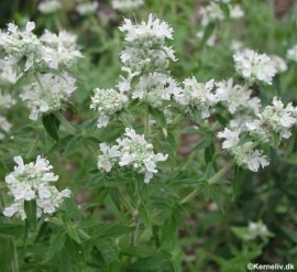 Mountain Mint-Pycnanthemum mix - Img 5