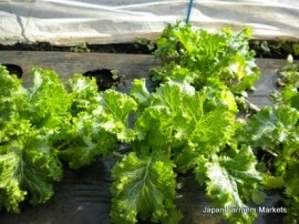 Mustar oriental Wasabi-na - Img 2