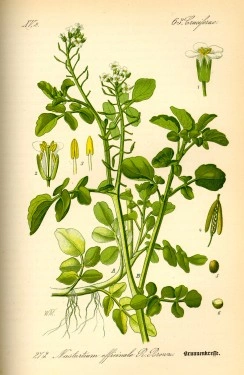 Năsturelul-Nasturtium officianale - Img 2
