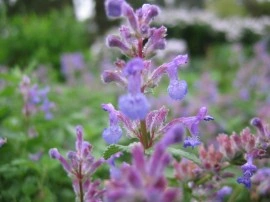 Nepeta mussini-Catmint - Img 2