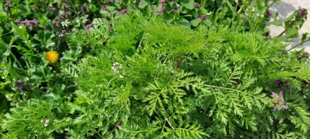 Pelinita-Artemisia Annua - Img 3