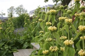 Phlomis russeliana-Ierusalim Salvie - Img 5