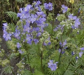 Polemonium Caeruleum-Jacob's Ladder Blue - Img 3