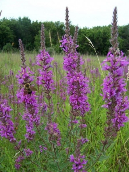 Rachitan-Lithrum Salicaria - Img 5