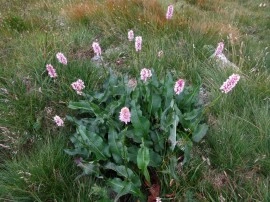 Raculet-Polygonum bistorta - Img 6