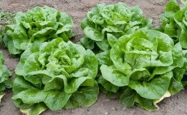 Salata verde Butterhead - Img 2