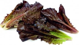 Salata verde Red Romaine-Red Cos Lettuce - Img 2