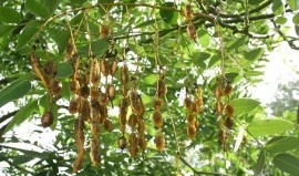 Salcam japonez-Sophora japonica - Img 6