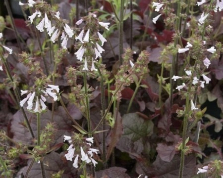 Salvia lyrata Purple Volcano - Img 4