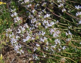Salvia Mellifera-Black Sage - Img 7