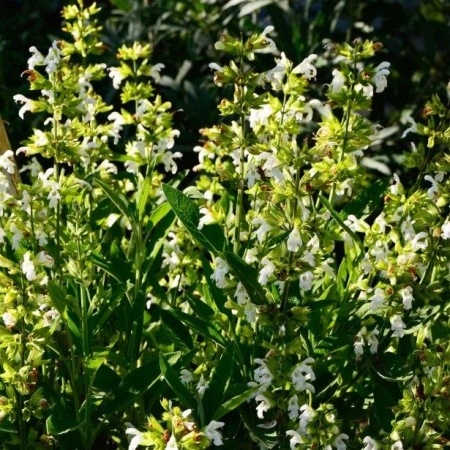 Salvia Off.Albiflora - Img 3