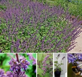 Salvia Verticillata Purple Rain - Img 2