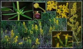 Sanziene galbene-Galium verum - Img 2
