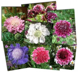 Scabiosa atropurpurea mix