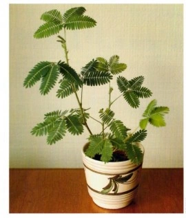 Sensitiva-Mimosa pudica - Img 4