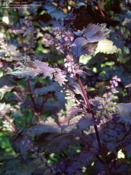 Shiso red - Img 3