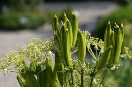 Smirna-Myrrhis odorata - Img 3