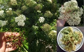 Soc-Sambucus nigra - Img 2