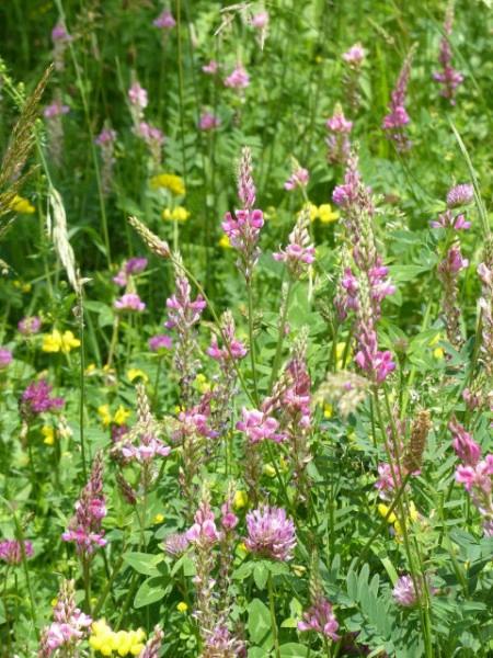 Sparceta-Onobrychis Viciifolia - Img 3