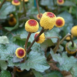 ﻿Spilanthes Acmella
