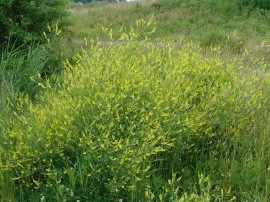 Sulfina-Melilotus officinalis - Img 3