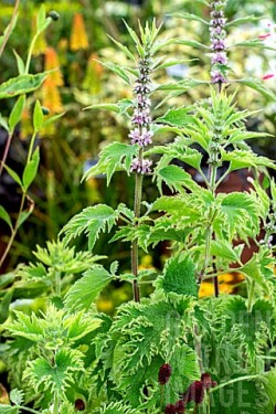 Talpa gastei-Leonurus cardiaca Grobbebol