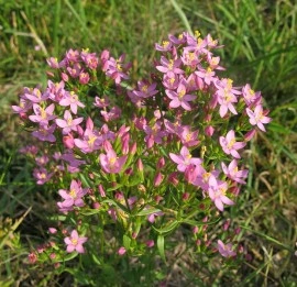 Tintaura-Centaurium erythraea - Img 4