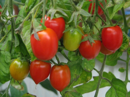 Tomate cherry Crovarese - Img 3