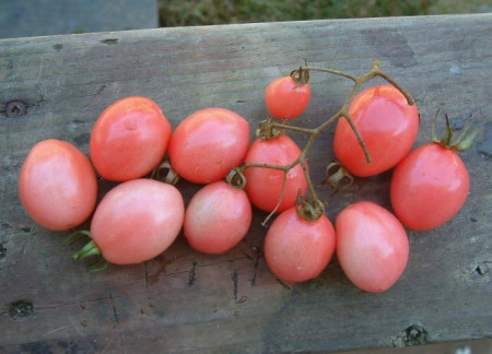 Tomate cherry Pink Thai Egg - Img 5