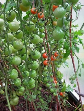 Tomate cherry Supersweet 100 F1 - Img 2