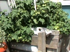 Tomate cherry Vilma - Img 2