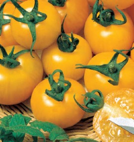 Tomate galbene Goldene Konigin