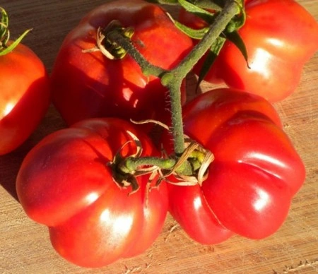 Tomate Gogosar - Img 4