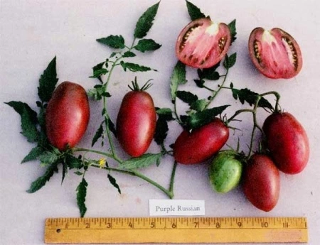 Tomate Purple Russian - Img 2