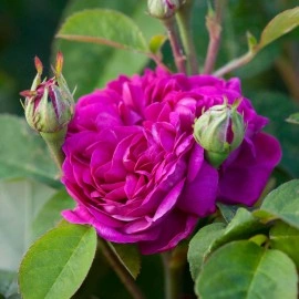 Trandafir de dulceata Rose de Rescht - Img 3