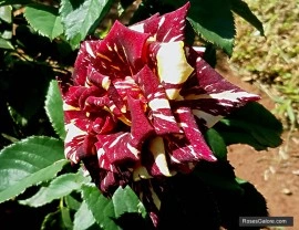 Trandafir Hocus Pocus - Img 2